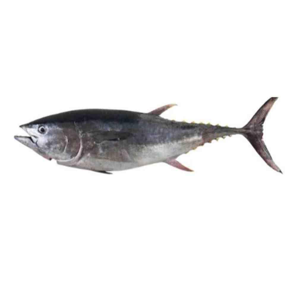 Tuna Imported Medium (P)*